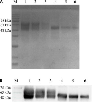 Efficacy of a gB + gD-based subunit vaccine and the adjuvant granulocyte-macrophage colony stimulating factor for pseudorabies virus in rabbits